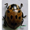 Anatis ocellata (Linnaeus, 1758) Oczatka